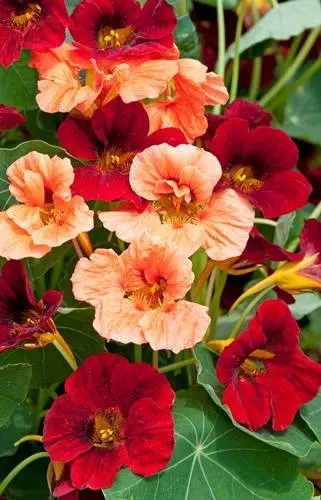 Tropaeolum minus 'Rumba'