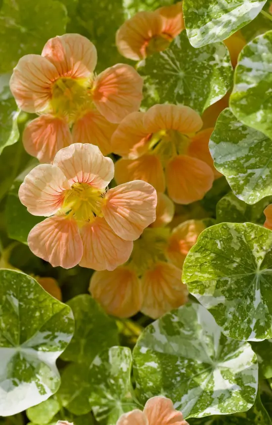 Tropaeolum minus 'Tip Top Alaska Salmon'
