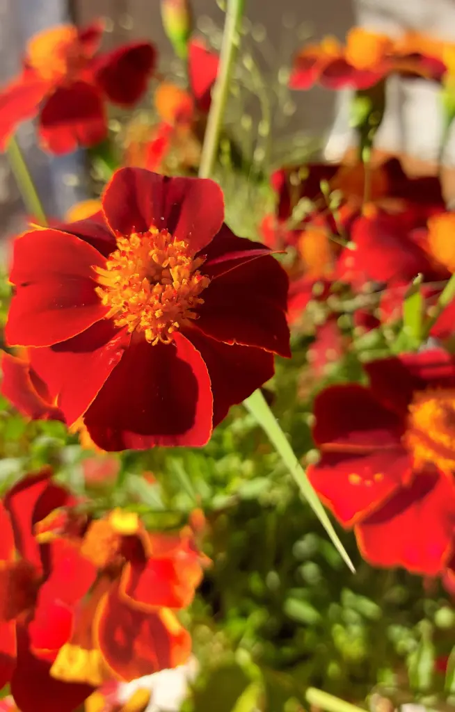 Tagetes patula Linnaeus
