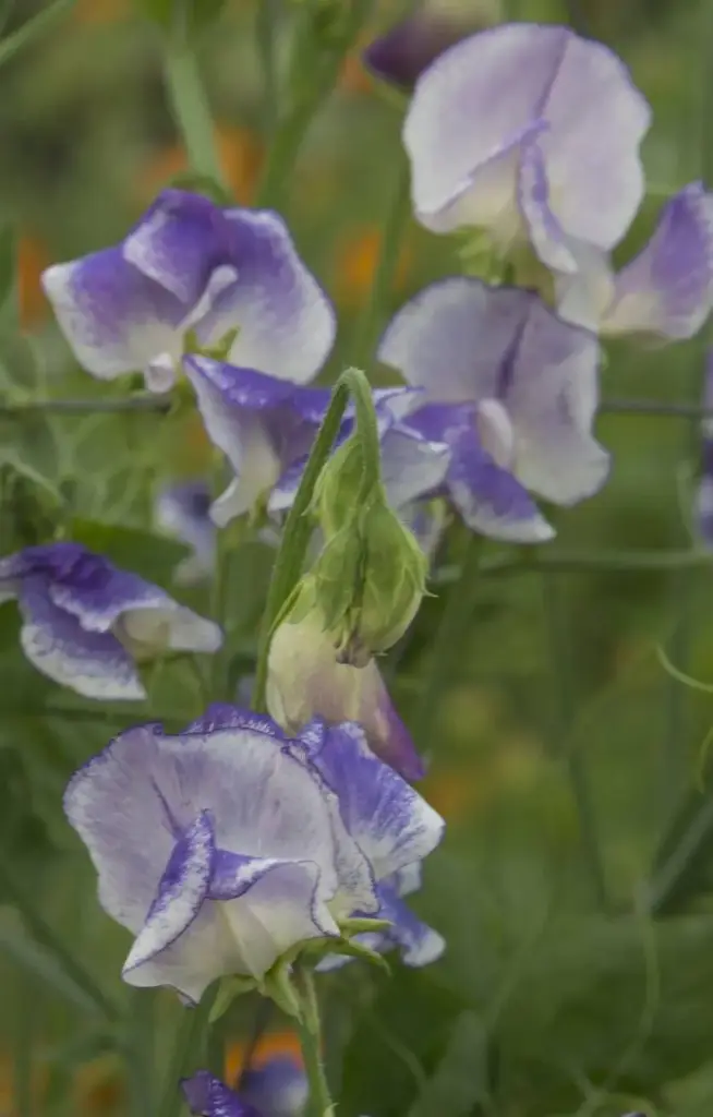 Lathyrus odoratus 'Spencer Blue Ripple'