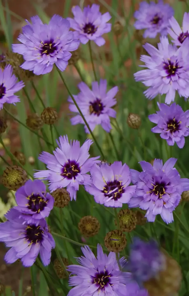 [FC-512] Catananche caerulea 'Blue'