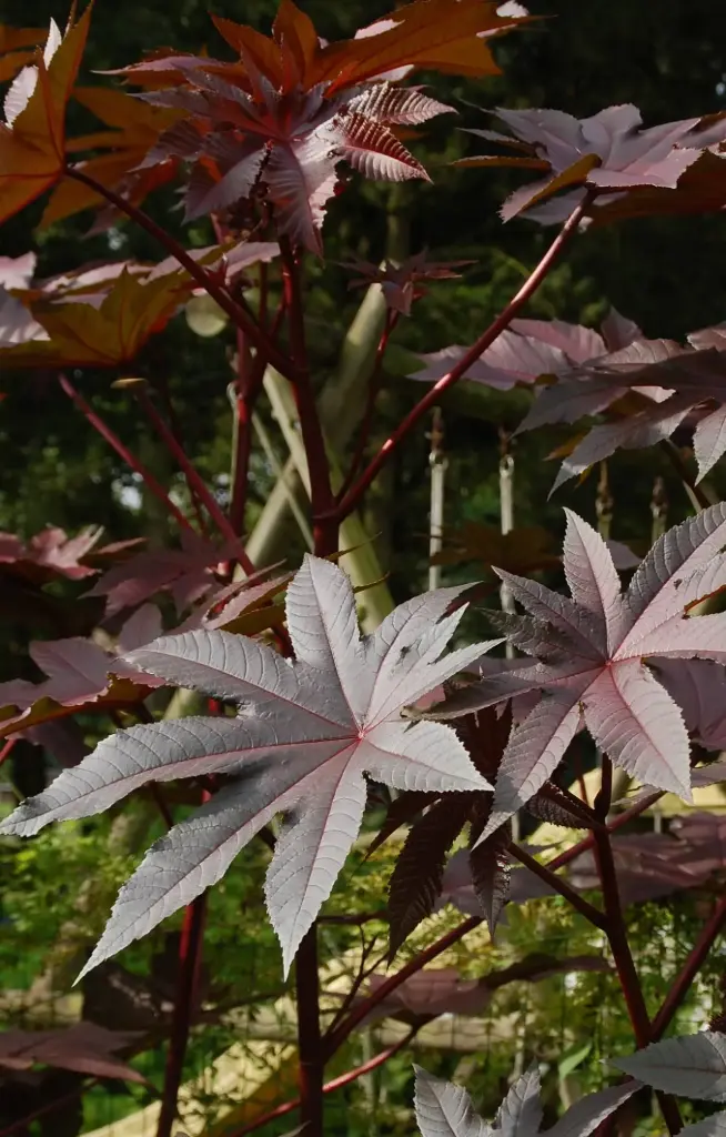 [FR-135] Ricinus 'New Zealand'