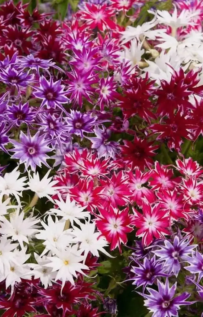 Phlox drummondii 'Twinkle Mix'