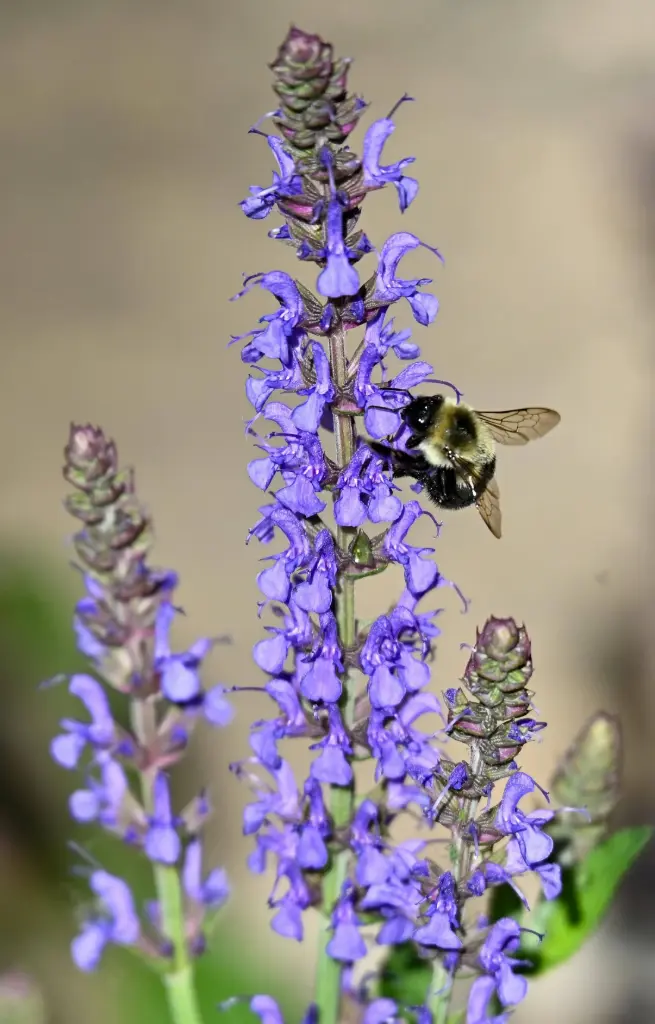Salvia farinacea 'Victoria Blue'