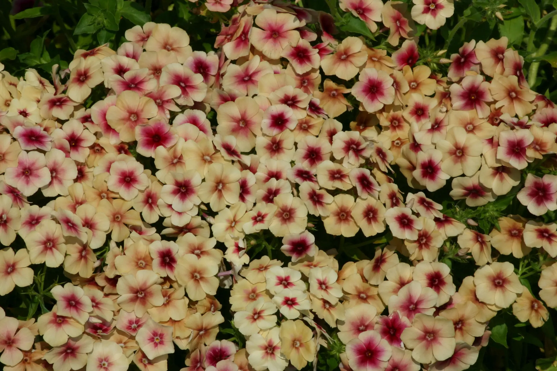 Phlox drummondii 'Cherry Caramel'
