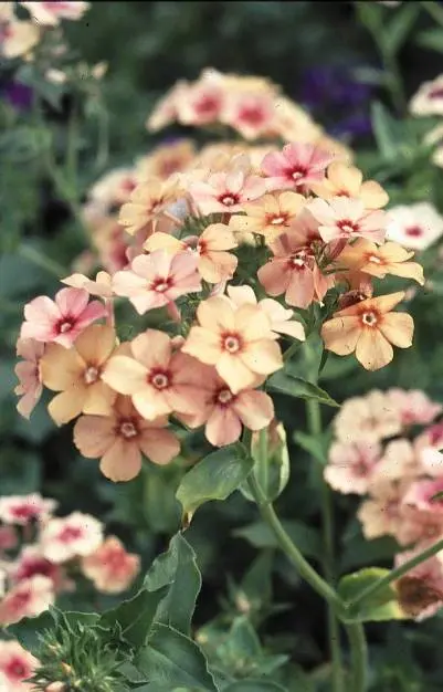 Phlox drummondii 'Cherry Caramel'