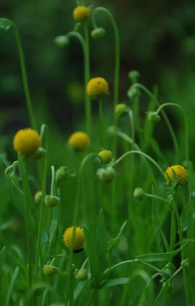 Cephalophora aromatica