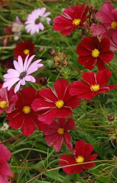 Cosmos bipinnatus 'Rubinato'
