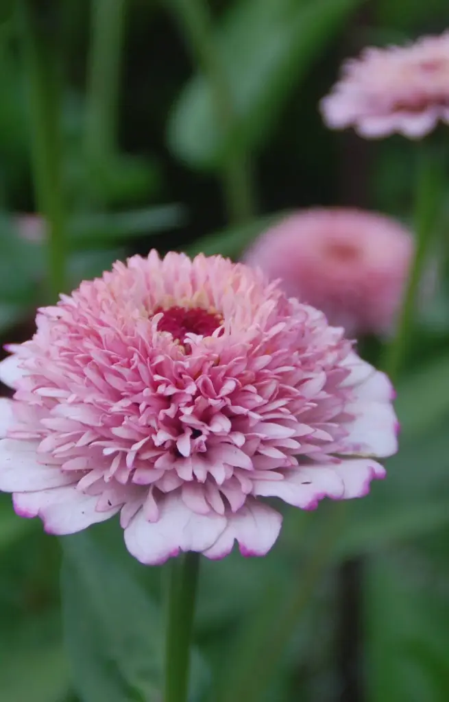 [FZ-515] Zinnia elegans 'Zinderella Lilac'