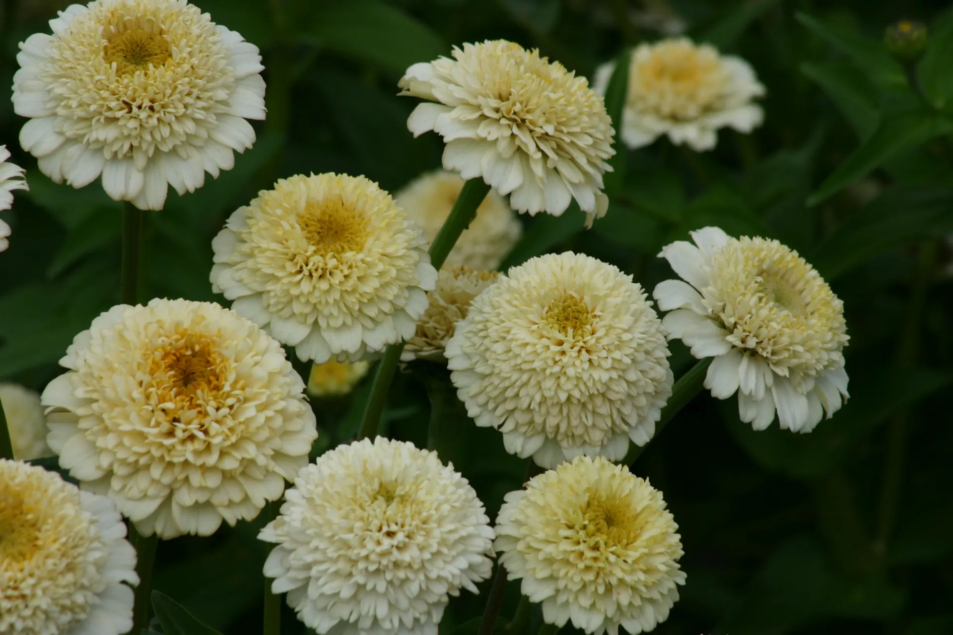 [FZ-515] Zinnia elegans 'Zinderella White'