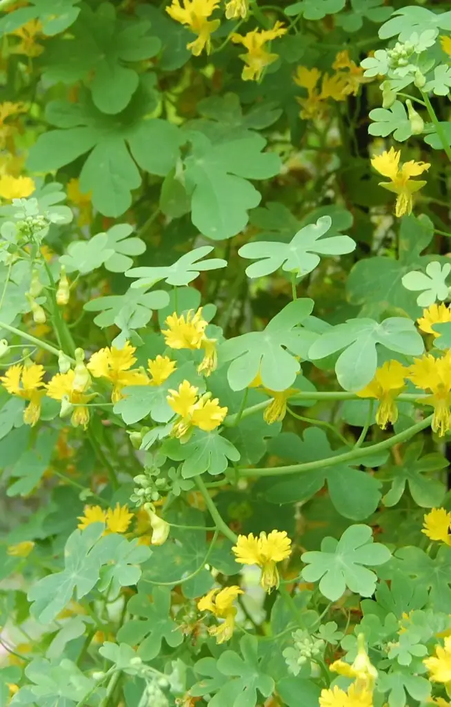 Tropaeolum Peregrinum 'Canary Creeper'