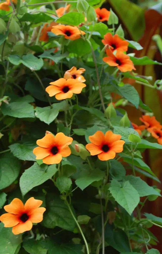 Thunbergia alata 'African Sunset'