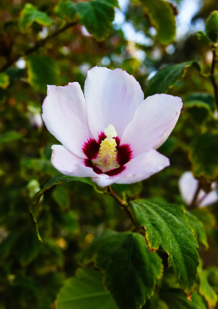 [FH-512] Hibiscus sabdariffa 'Red Cocktail'