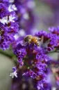 Limonium sinuatum 'Sky Blue'