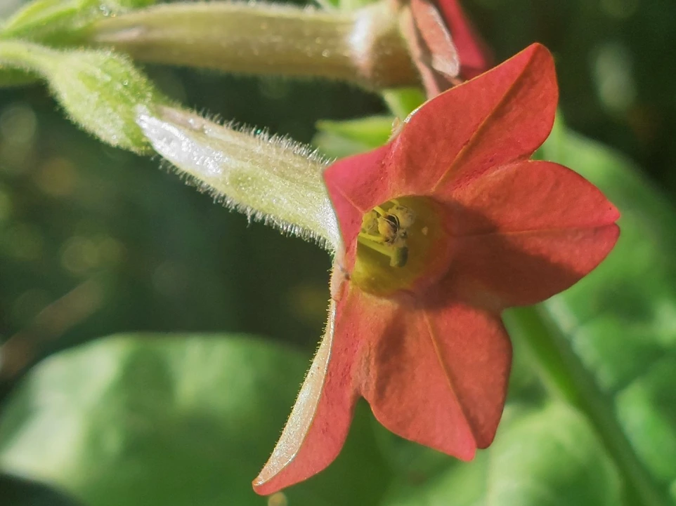 [GN-135] Nicotiana langsdorfii 'Bronze Queen'