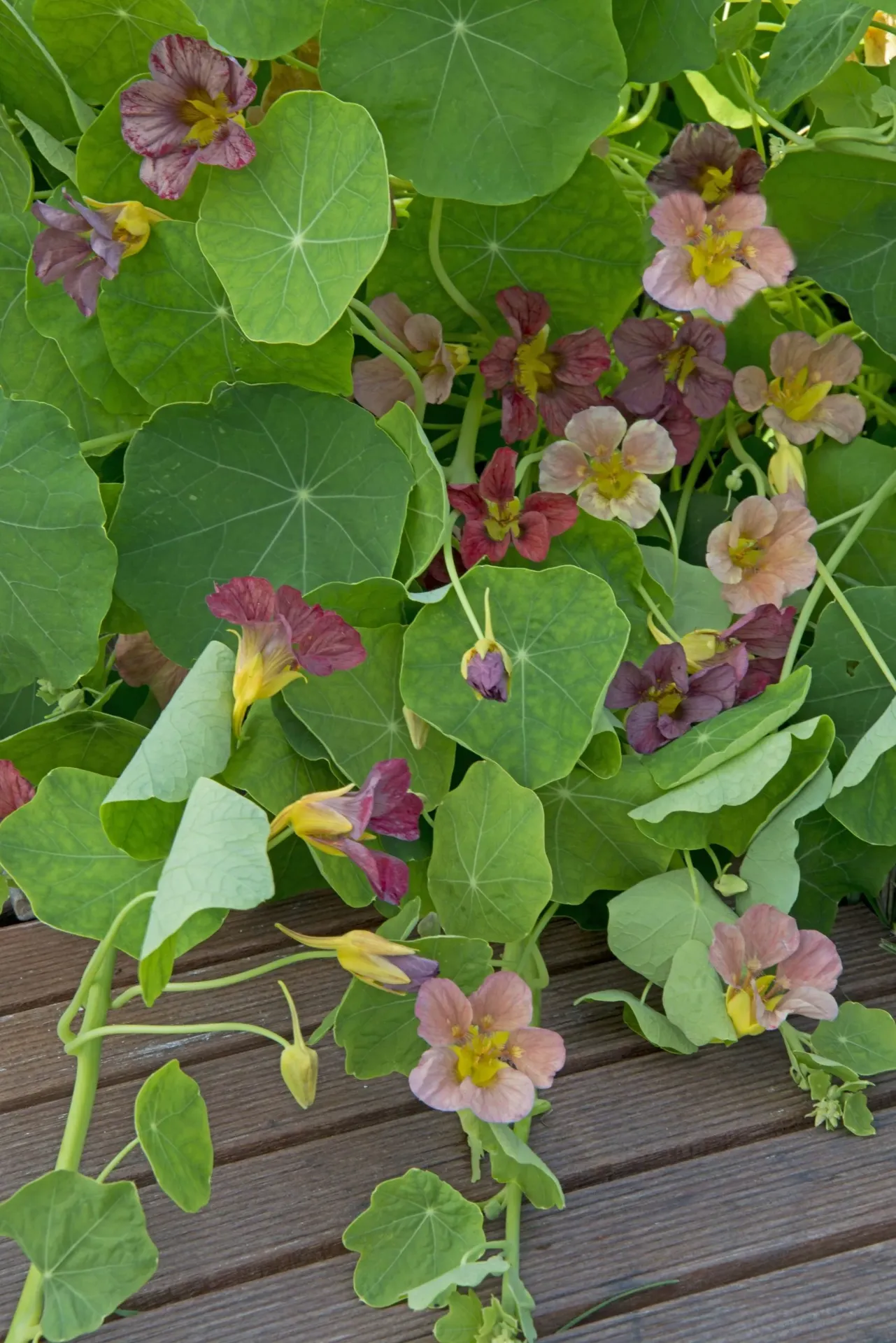 Tropaeolum majus 'Purple emperor'
