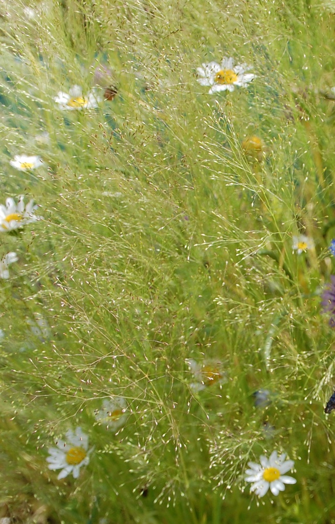 [DA-512] Agrostis nebulosa 