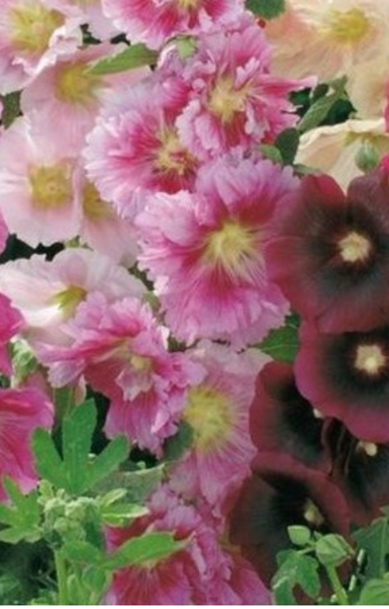 [BA-512] Alcea rosea 'Indian Spring' 