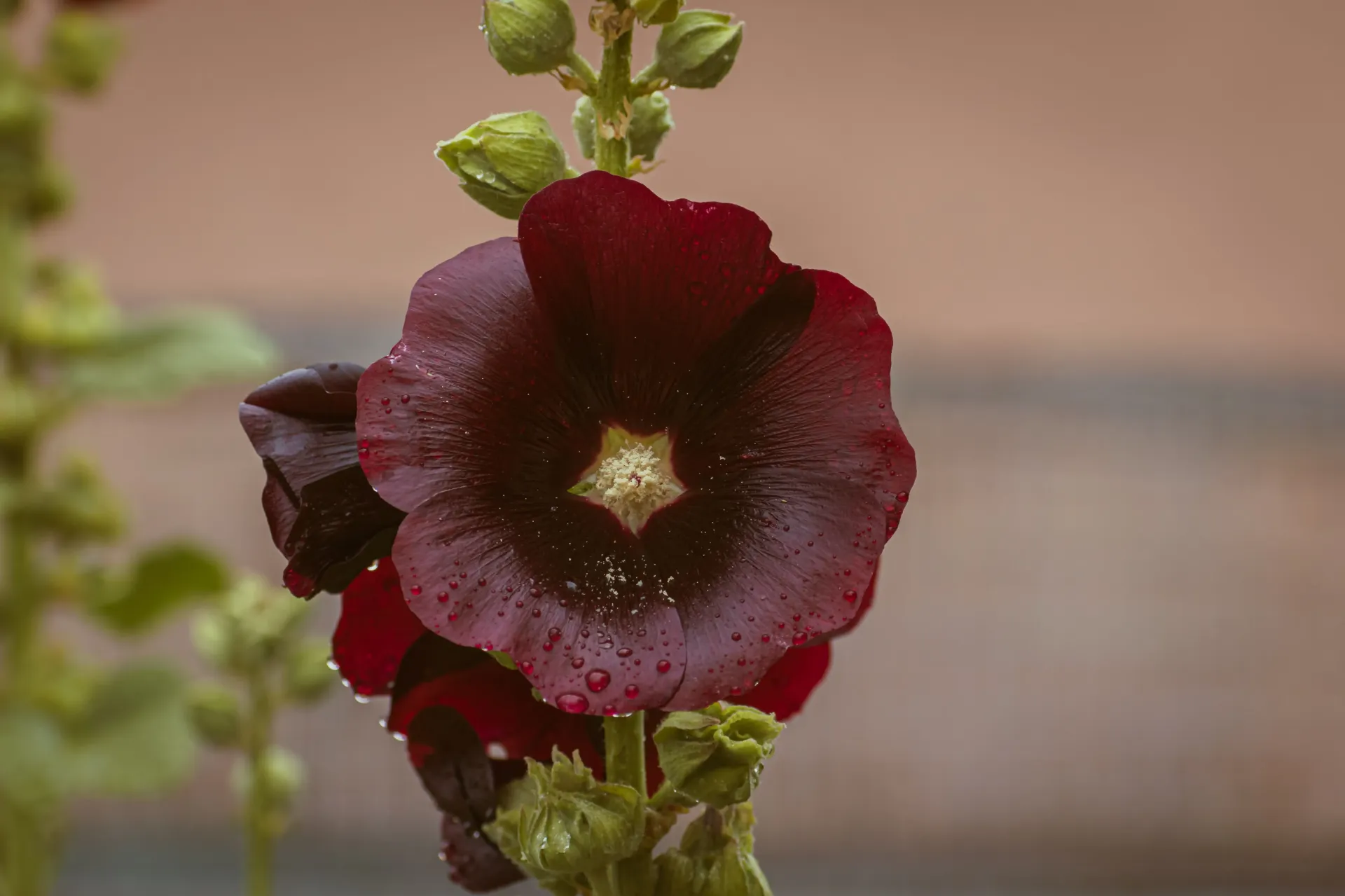 Alcea rosea 'Jet Black' 