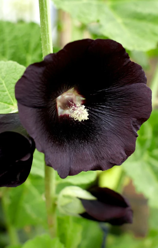 Alcea rosea 'Jet Black' 