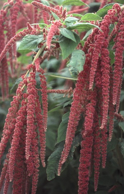 Amaranthus caudatus 'Coral Fountain'
