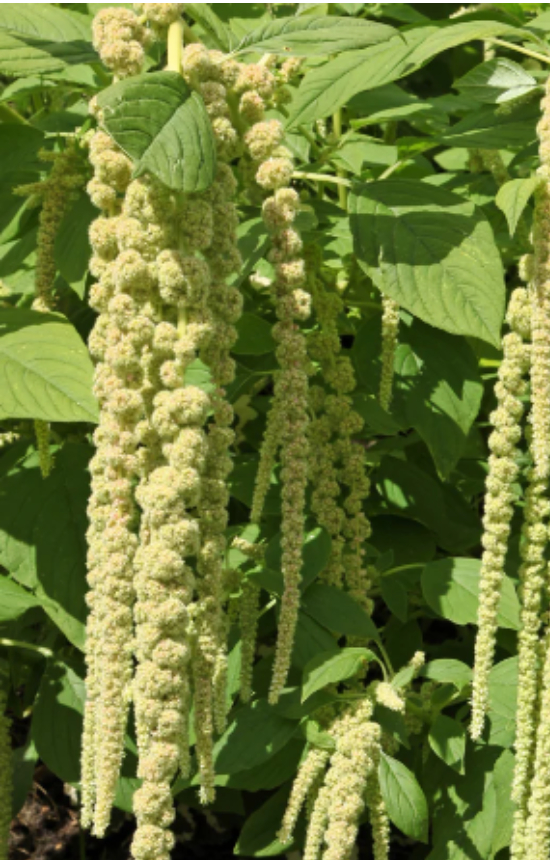 Amaranthus caudatus 'Green Pearls'