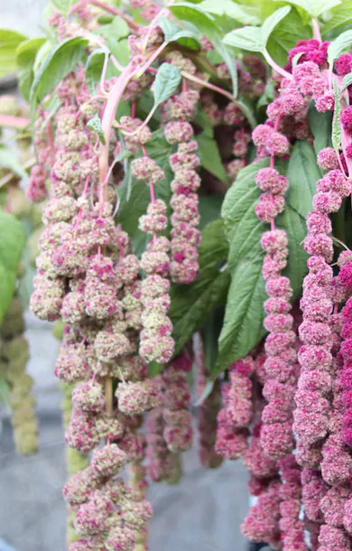 [EA-513] Amaranthus caudatus 'Mira'