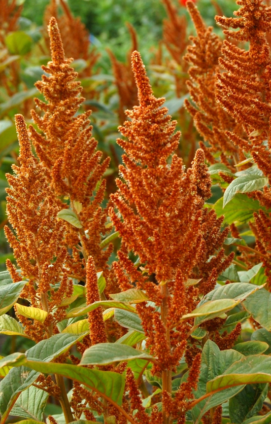 Amaranthus cruentus 'Hot Biscuit'