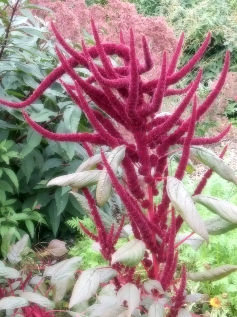 Amaranthus cruentus 'Oeschberg' 