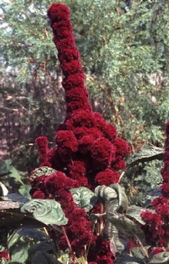 [EA-028] Amaranthus gangeticus 'Tête d' elephant'