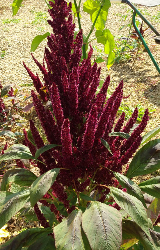 Amaranthus hypochondriacus 'Red Pygmy Torch' 