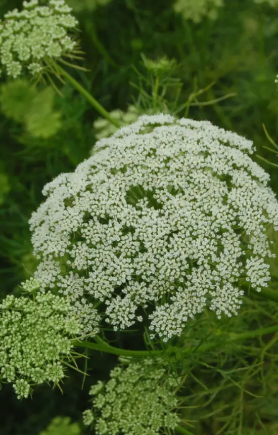 [EA-514] Ammi visnaga 'Green Mist'