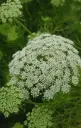 Ammi visnaga 'Green Mist'