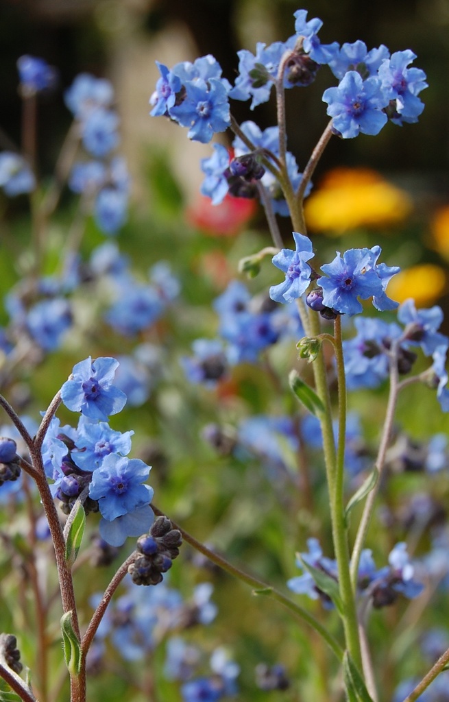 [AA-513] Anchusa capensis 'Blue Angel' 
