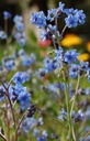 Anchusa capensis 'Blue Angel' 