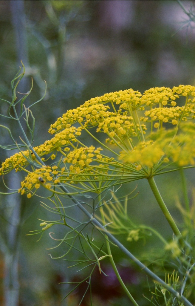 Anethum graveolens 'Vierling'