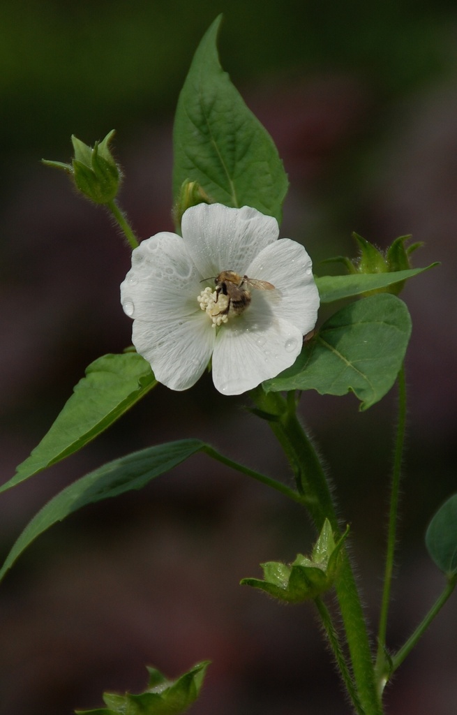 Anoda cristata 'Alba' 