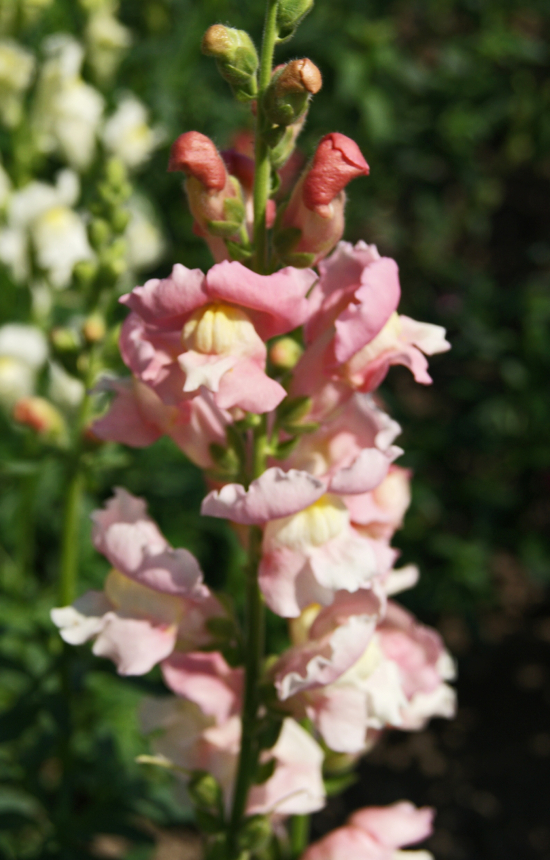 [BA-514] Antirrhinum majus 'Apple Blossom'