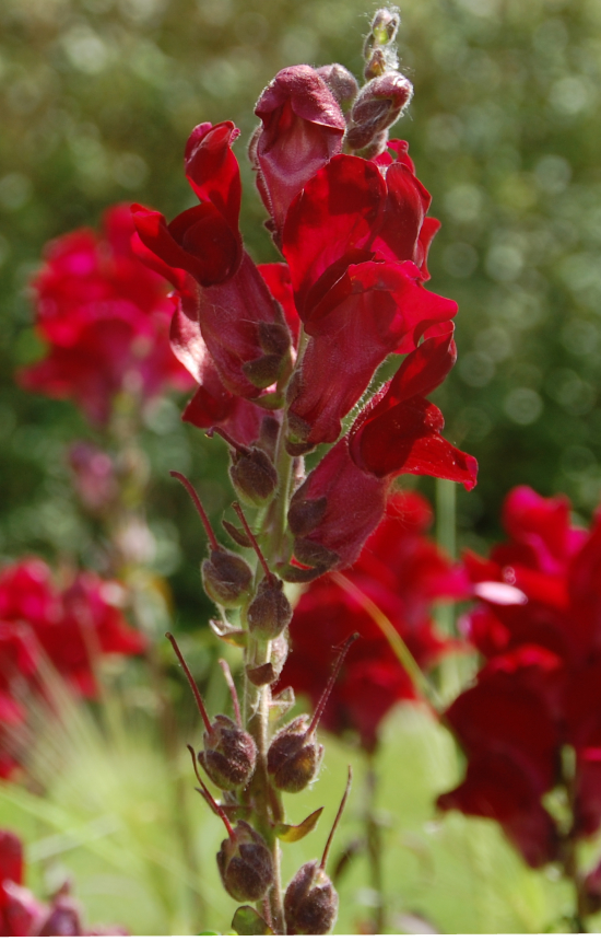 [ZA-513] Antirrhinum majus 'Black Prince' 