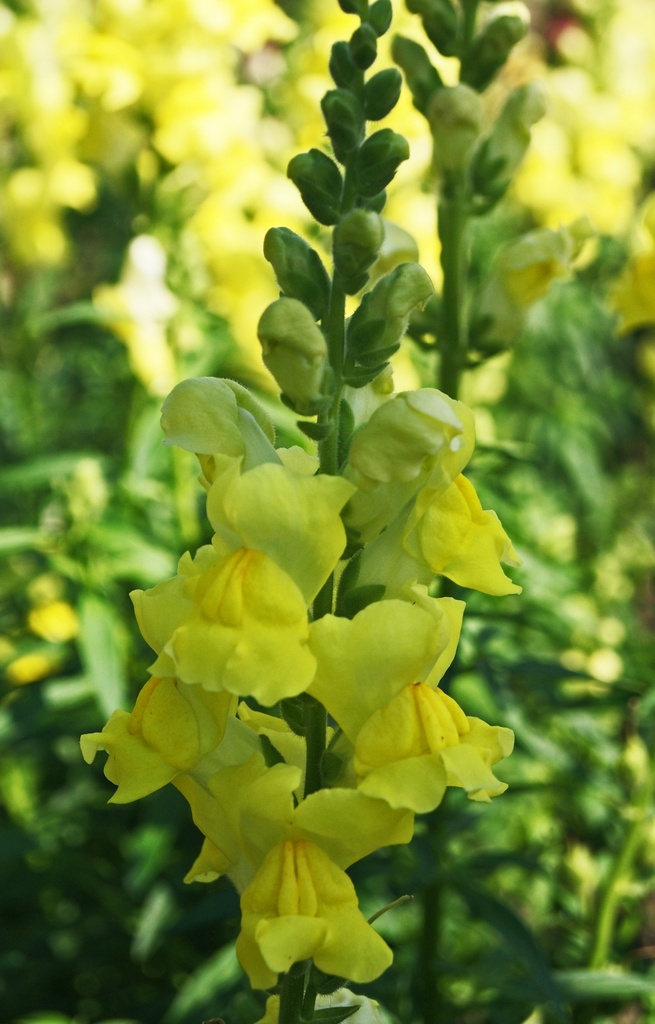 [BA-514] Antirrhinum majus 'Canary Bird' 