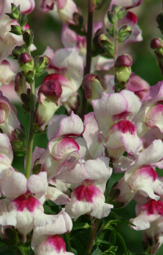 [CA-515] Antirrhinum majus 'Lucky Lips'