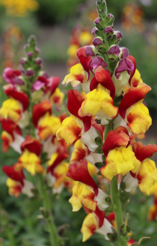 Antirrhinum majus 'Mango Twist' 