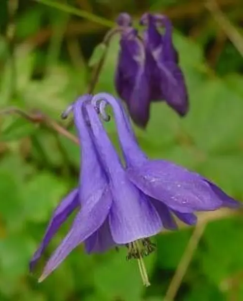 Aquilegia vulgaris