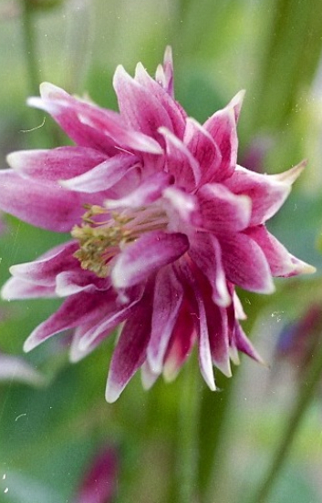 [EA-512] Aquilegia vulgaris 'Nora Barlow' 