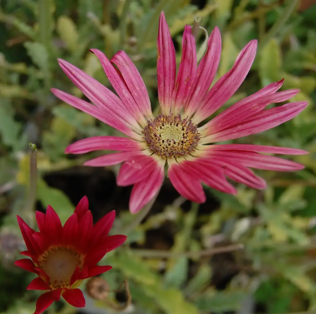 Arctotis acaulis 'Harlequin'