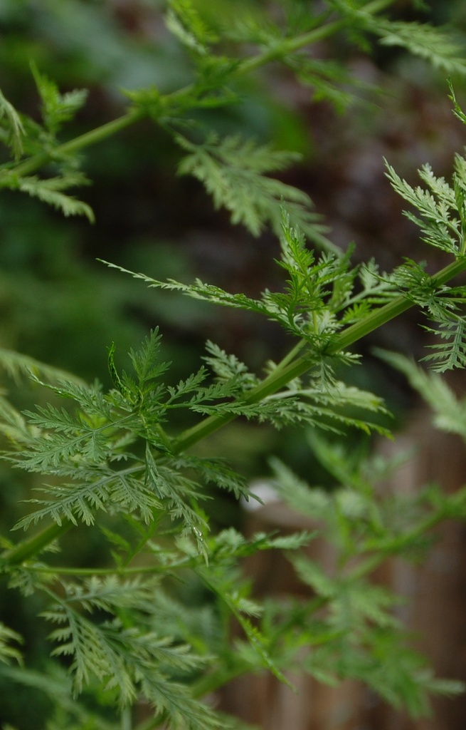 Artemisia annua  