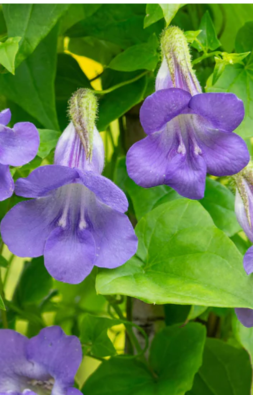 Asarina scandens 'Light Blue'