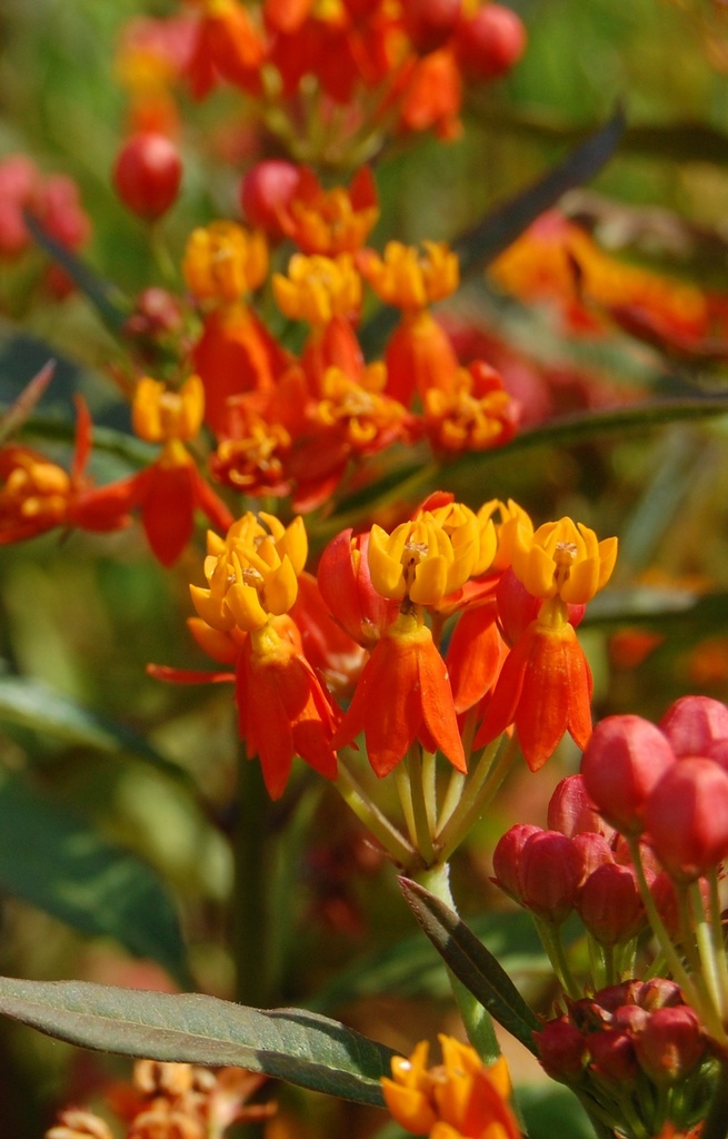 Asclepias curassavica 'Red Butterfly'