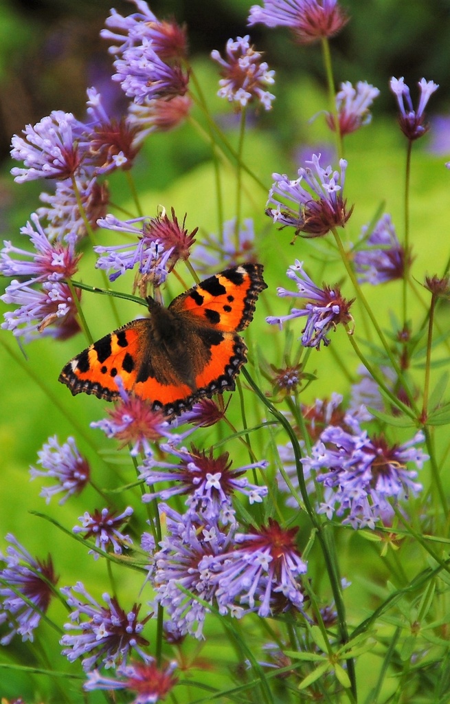 [AA-515] Asperula orientalis 
