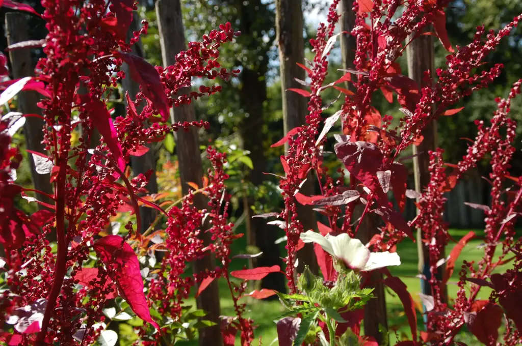 Atriplex hortensis 'Red Flash' 